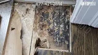 Mold Removal and Remediation Experts| FDP Mold Remediation
