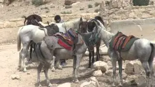 FOUR PAWS helping workinghorses in Petra: Review and Preview
