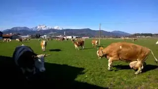 Austrieb 2015