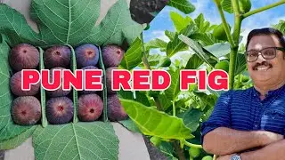 PUNE RED FIG PLANTS