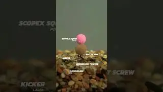 D Rig 2023 Best for CarpFishing #carpfishing #hobby #fish #fishing #carp #drig