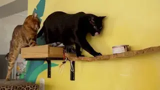 Puente para Gatos con Retazos de Madera