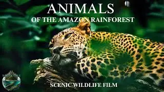 Animals Of The Amazon Rainforest &ndash; Cinematic Majestic Wildlife With Relaxation Music