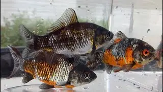 我が家の外飼いホムセン銀鱗和金追加