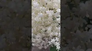 Tiny miracles | soft white flowers