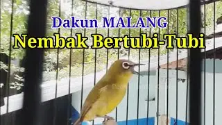 Dakun Malang Gacor, Nembak Panjang Bertubi-tubi