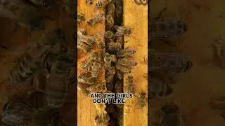 Hive&rsquo;s Reaction to Painted Queen: Not Happy! #queenbee #beekeeping #beehive #beekeeper #honey