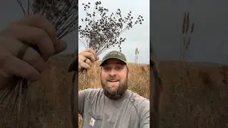 Collecting Clustered Mountain Mint Seeds! #grasslands #nativeplants #conservation #nativeseeds