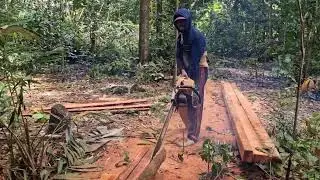 MODERN CHAINSAW METHODS FOR EFFICIENT COCONUT WOOD CUTTING! - Agriculture Farming
