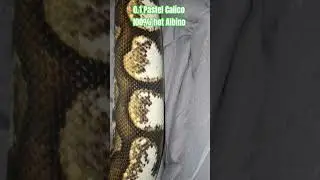 0.1 Pastel Calico 100% het Albino #pastel #calico #ballpythons #snake #reptiles #breeding #female