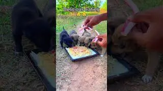 Feeding Pets   Wow Family Eating Show Yummy Time