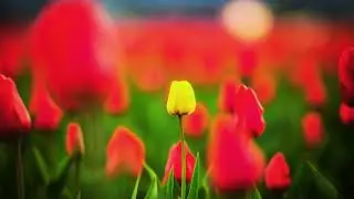 Relaxing Piano Music Romantic Music, Beautiful Relaxing Music, Sleep - M&uacute;sica Relaxante Para Dormir