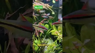Aquascape tanpa CO2, Kasih makan ikan pakai jentik! #aquarium #aquascape #fishtank