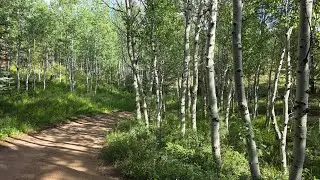 Colorado Trail Day 5,  7/21/2025, Lost Brookside McCurdy Jct To Ben Tyler Trl J 14.8 mi (48.6-63.4)