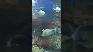 Aquarium at Caesar hotel, Las Vegas