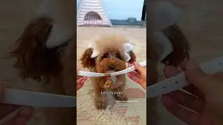 Unboxing Dog Jewelry #shorts #dog