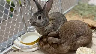 Nobody Can STOP Rabbit On A Rescue Mission! 🐰😅