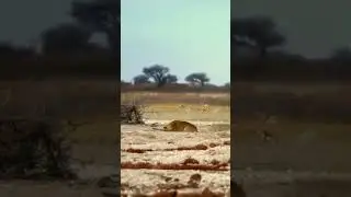 Antelope Caught Off Guard as Lioness Launches Surprise Attack from Behind  #animals #wildlife