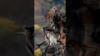 Leopard vs Goat: Tense Cliffside Encounter! #Wildlife #Shorts #GoatVsLeopard