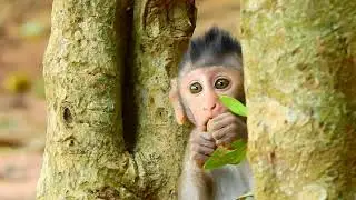 SO CUTE ADORABLE BABY MONKEY CINN, CINN STRONGFUL AND LOVELY.