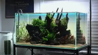 At a Glance: ADA 90P with ADA Sansui Stone & ADA Horn Wood