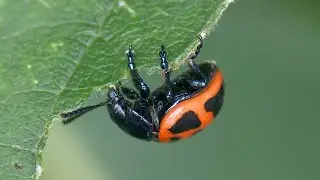 Swamp Milkweed Leaf Beetles Eating & Mating