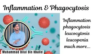 Inflammation | Phagocytosis #biology #immunology #education #immunosciences #microbiology #medical