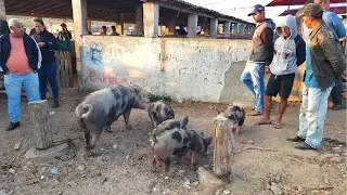 FEIRA DE SUÍNOS EM CAPOEIRAS PE  02 01 2026 #nordeste