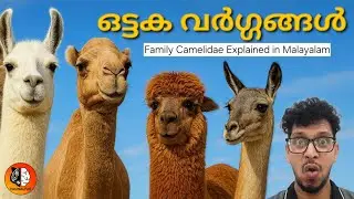 നിങ്ങൾക്കറിയാത്ത ഏതാനും ഒട്ടക വിശേഷങ്ങൾ | Family Camelidae Explained in Malayalam