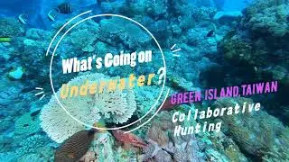 Green Island,Taiwan【What&rsquo;s Going on Underwater?】EP8 Collaborative Hunting