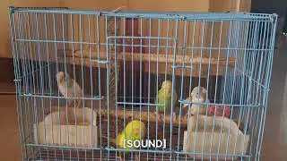 Colorful Budgerigar Birds | Cute Pet Birds Close-Up