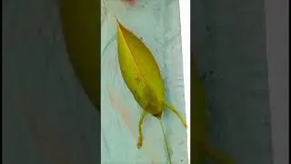 Leaf-mimic katydid