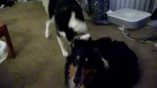 Tanuki steals Kitsune's spotlight.