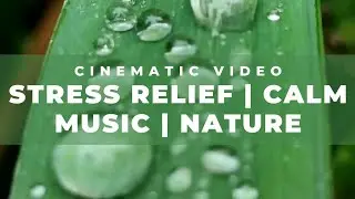 Stress Relief - Nature - Cinematic video - Mi note 10 pro max camera test - Manipur