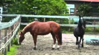 Scala 2 j&auml;hrig v Sir Donnerhall  Don Davidoff Royal Diamond