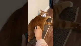 Stupid cat #catvideos #worldcat #cat
