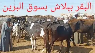بقر والد وعشر ولحم وعلف بأجمل الاسعار صباحكم كلو رزق ٣/ ٢/ ٢٠٢٦م