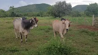 COMO FAZER A VACA VOLTAR O CIO MAIS RÁPIDO DEPOIS DO PARTO? 