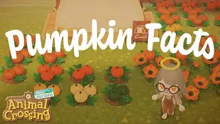 🎃 Things to Know Before You Grow Pumpkins 🎃 | Animal Crossing: New Horizons