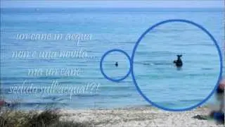 INCREDIBILE! UN CANE FA SURF AL MARE!!!