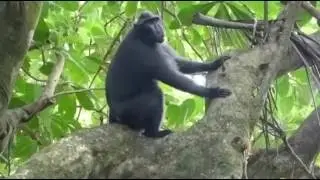 Sulawesi (Celebes) crested macaque (Macaca nigra) 新 नई baru ใหม่