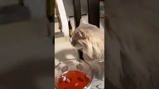43D02191 A0DD 4827 84E2 B41040F07AC2