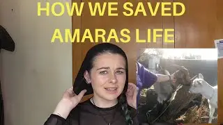 How we saved Amara's life | story time | goat chronicles