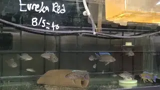Eureka Red Jake Growout Tanks