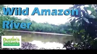 Wild Amazon River Fish Collecting Spot. Sweet Amazon River in Peru tropical fish collecting
