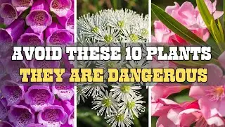 10 Toxic Plants You Must Avoid |They are Beautiful But Deadly
