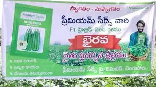 Premium seeds Hybrid Okra || Bhairava || भैरव || భైరవ ||  YVMV ELCV TOLRENCE HIGH YIELD