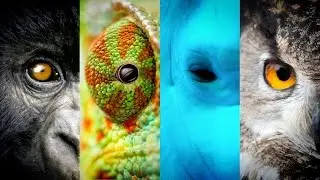 &iquest;D&oacute;nde est&aacute; la diferencia entre los humanos y los animales? | Video Reflexi&oacute;n | Naturnia
