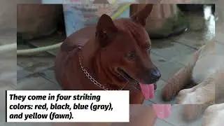 Thai Ridgeback - Dog Breed Information & Characteristics - FurLyfe!