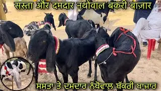 सस्ता और दमदार नथोवाल बकरी बाज़ार @farming baba nathowal goat market Ludhiana Punjab goat farming